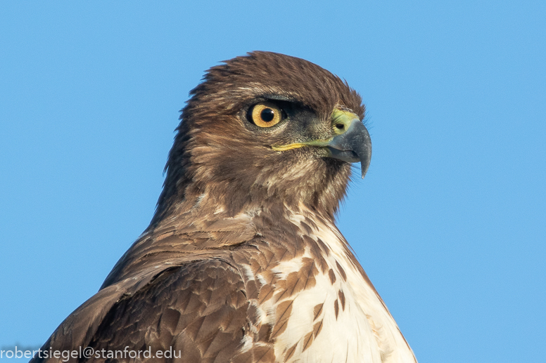 red-tailed hawk